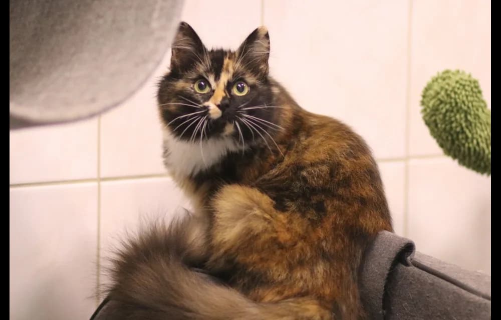 Ronja, female Mixed Breed for adoption at Dzīvnieku Draugu Fonds