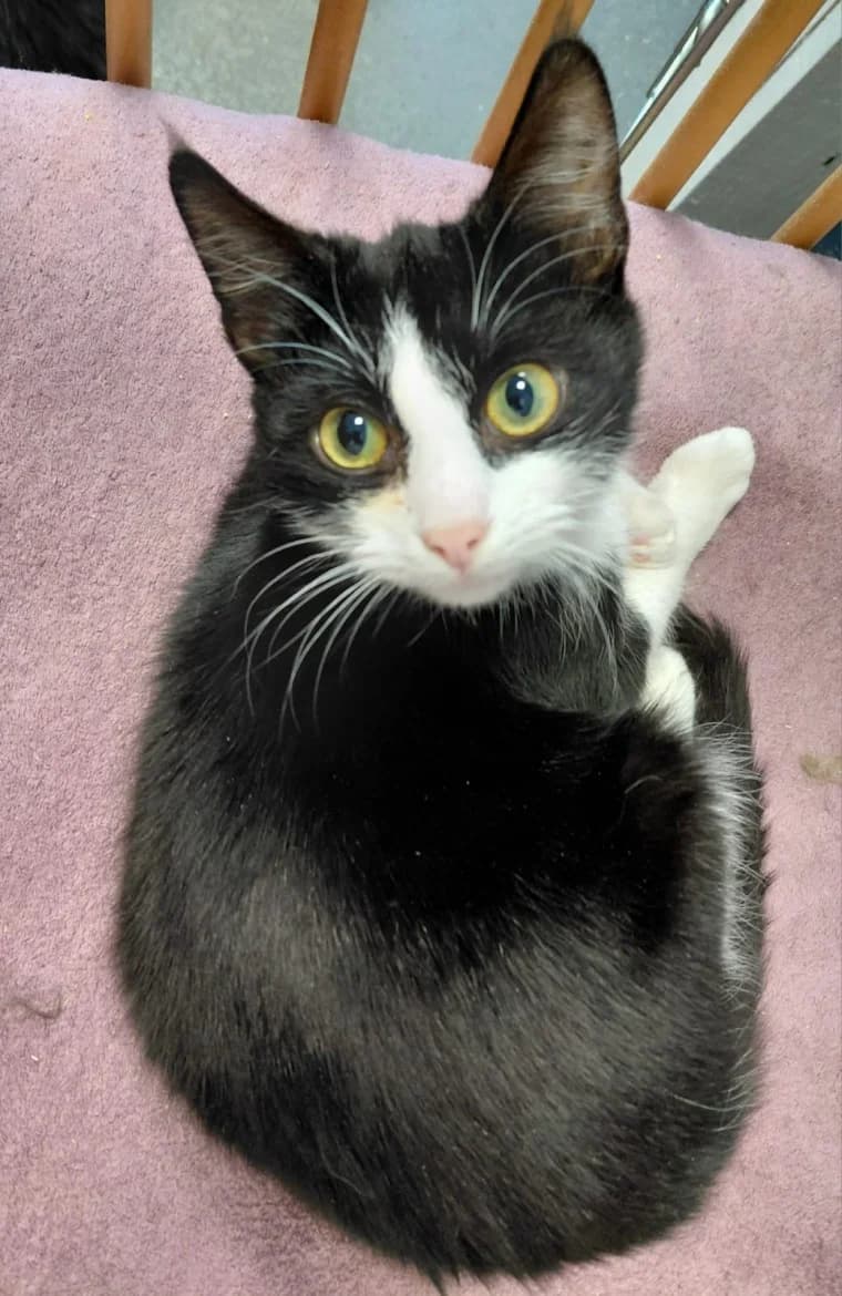 Murziks, male mixed breed for adoption at Jēkabpils Dzīvnieku Patversme