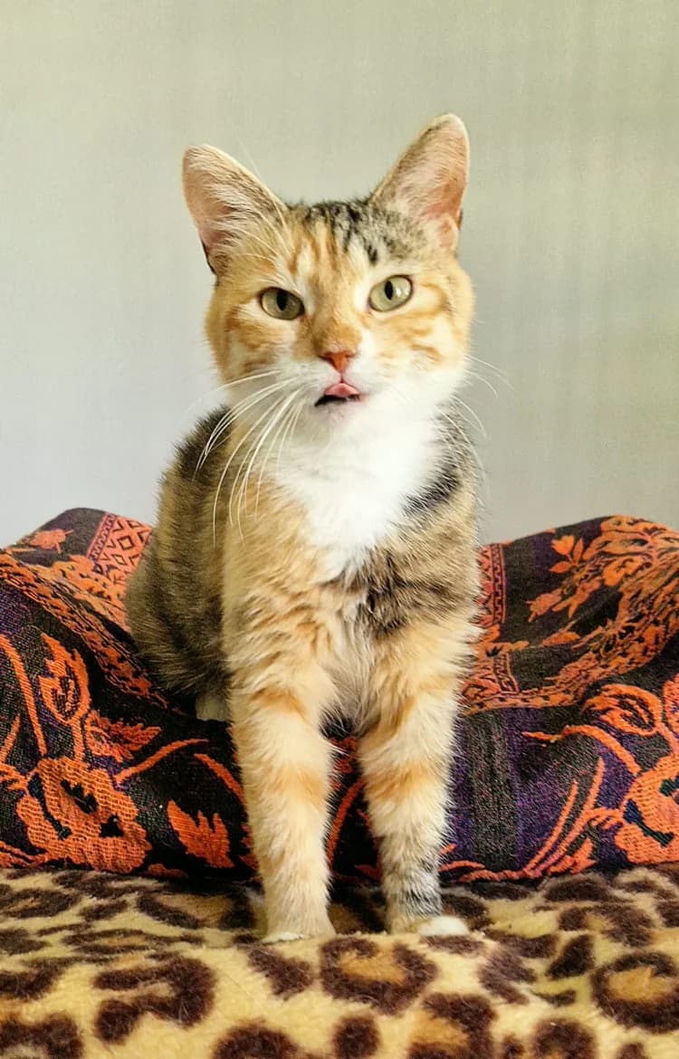 ADARA, male 3yo mixed breed for adoption at Jēkabpils Dzīvnieku Patversme