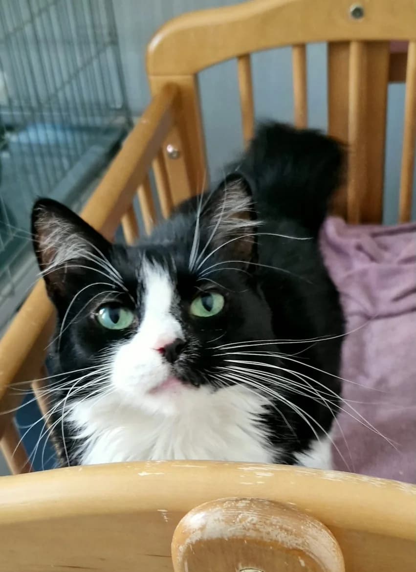 Aurēlija, female mixed breed for adoption at Jēkabpils Dzīvnieku Patversme