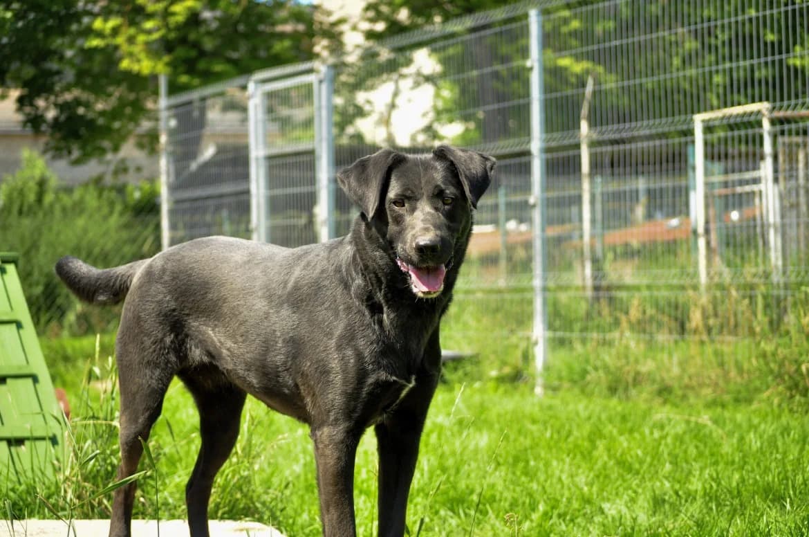Čikita, female mixed breed for adoption at Jēkabpils Dzīvnieku Patversme