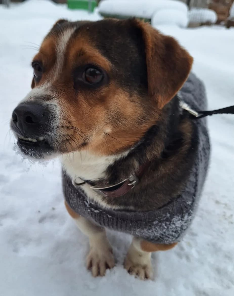 Draudziņš (Družoks), male mixed breed for adoption at Jēkabpils Dzīvnieku Patversme