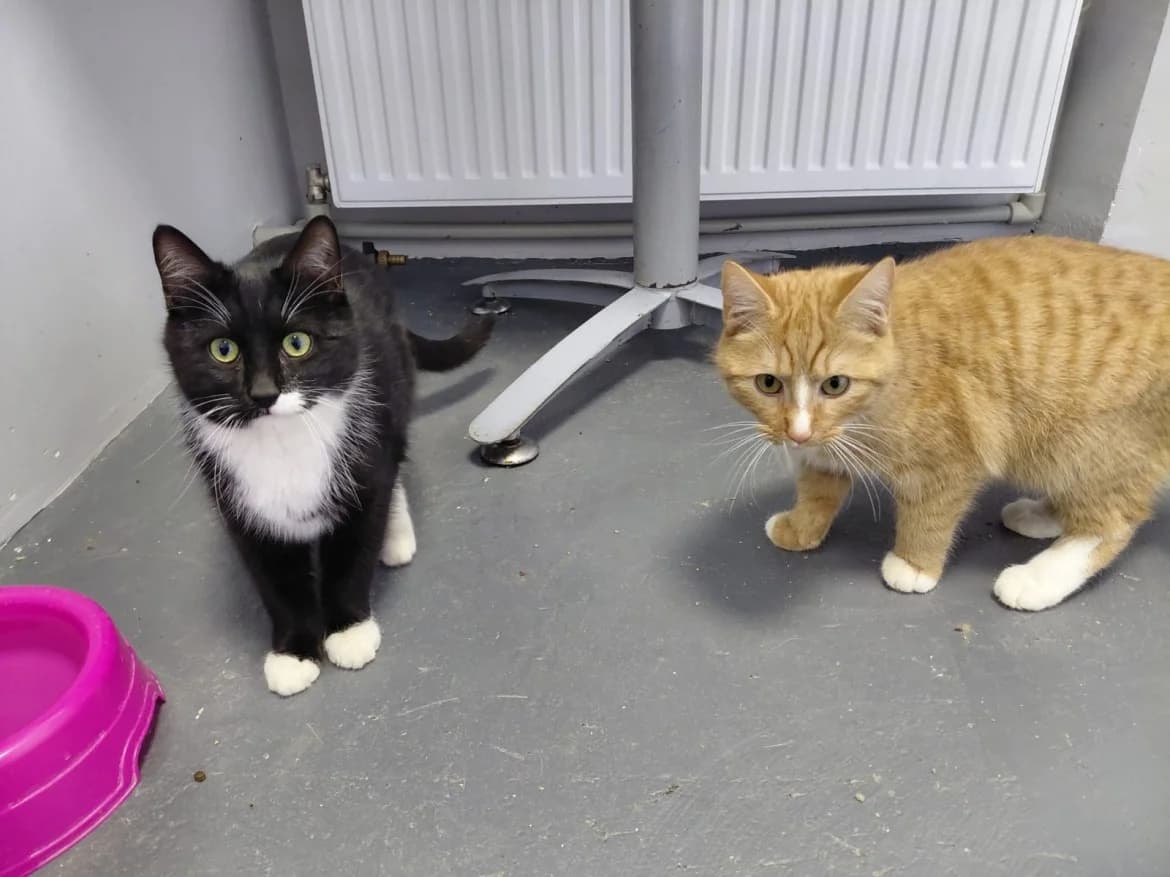 Keksiņš un Kanēlis, male mixed breed for adoption at Jēkabpils Dzīvnieku Patversme