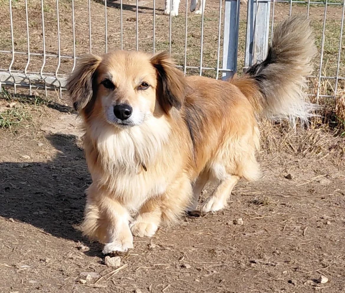 Lords, male mixed breed for adoption at Jēkabpils Dzīvnieku Patversme