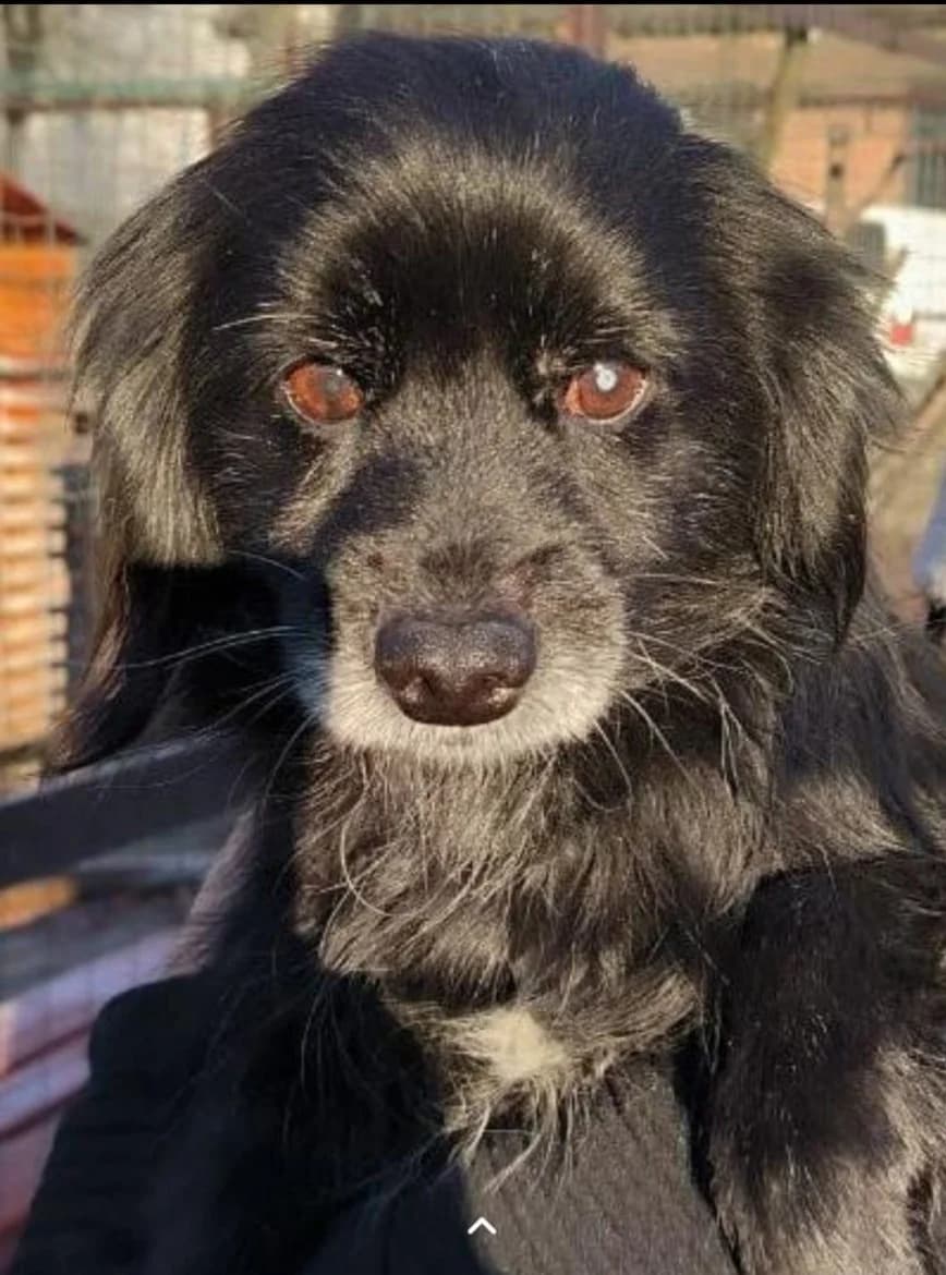 Luka, female mixed breed for adoption at Jēkabpils Dzīvnieku Patversme