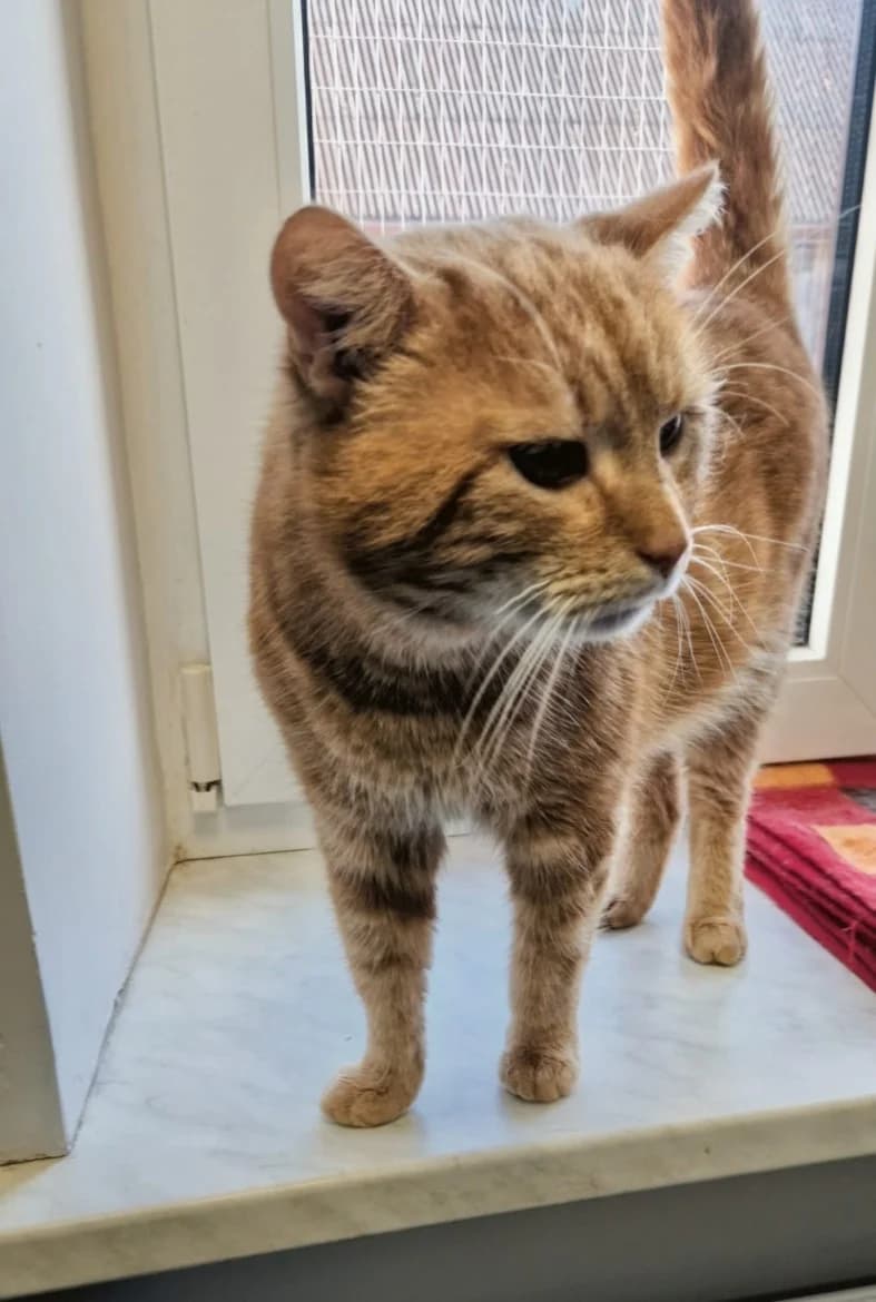 Mango, female 3yo mixed breed for adoption at Jēkabpils Dzīvnieku Patversme