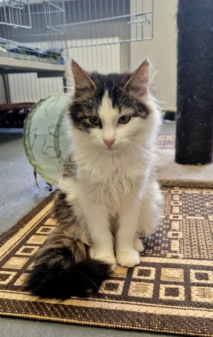 Marčello, male mixed breed for adoption at Jēkabpils Dzīvnieku Patversme