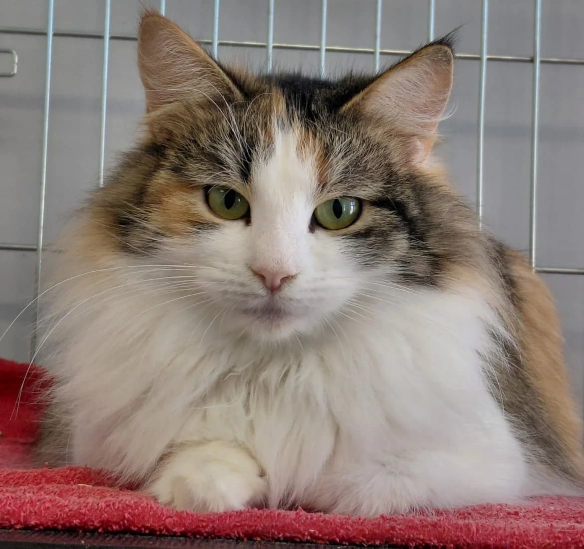 Margo, female mixed breed for adoption at Jēkabpils Dzīvnieku Patversme