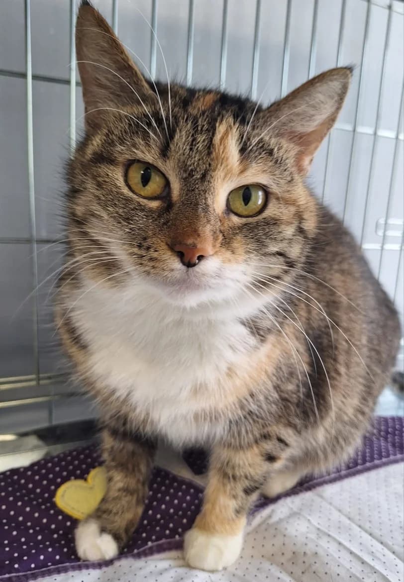 Matilde, female mixed breed for adoption at Jēkabpils Dzīvnieku Patversme