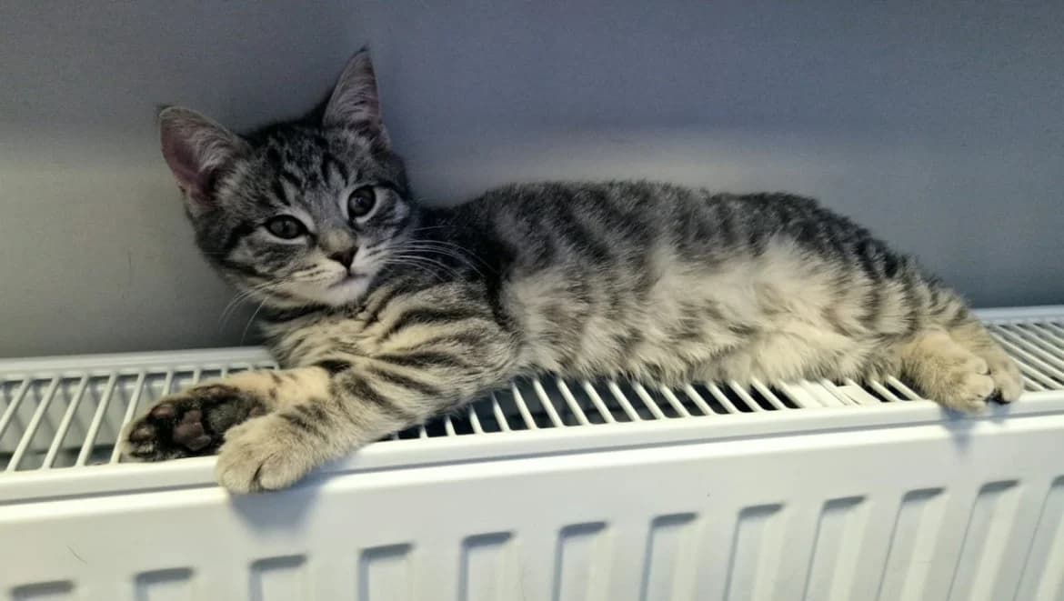 Pelis, female mixed breed for adoption at Jēkabpils Dzīvnieku Patversme