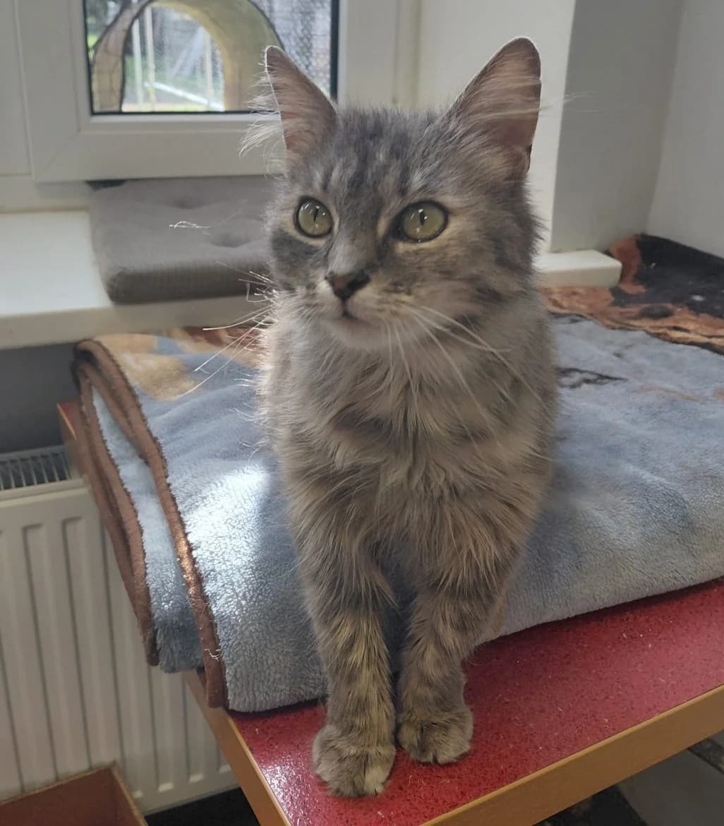Pērlīte, female 3yo mixed breed for adoption at Jēkabpils Dzīvnieku Patversme