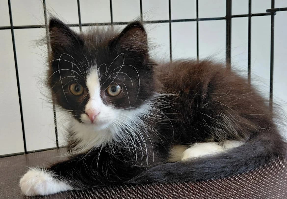 Pikselis, male mixed breed for adoption at Jēkabpils Dzīvnieku Patversme