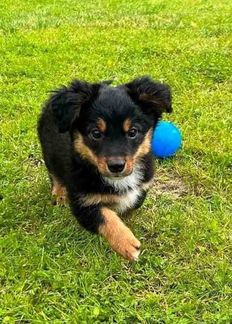 Ufo, male puppy mixed breed for adoption at Jēkabpils Dzīvnieku Patversme