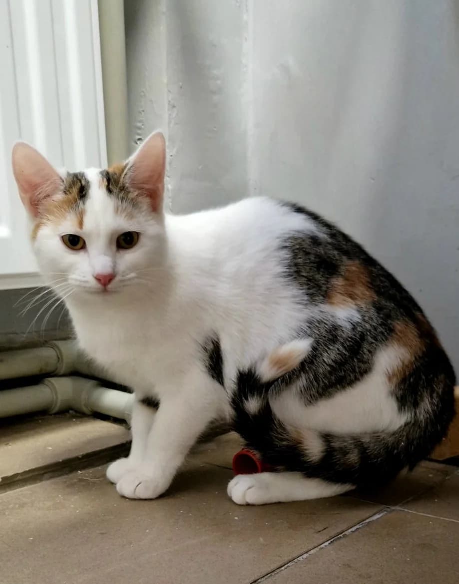 Vendija, female mixed breed for adoption at Jēkabpils Dzīvnieku Patversme