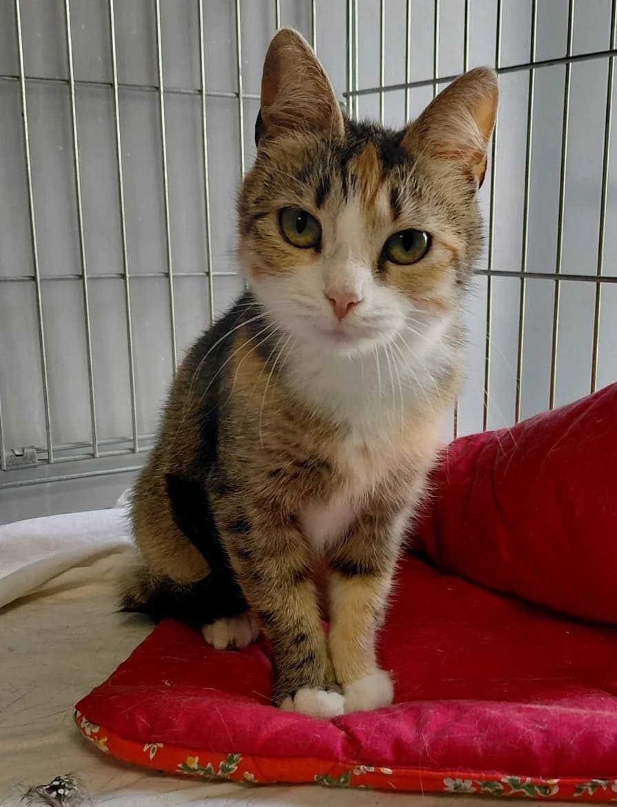 Alisa, female mixed breed for adoption at Jēkabpils Dzīvnieku Patversme
