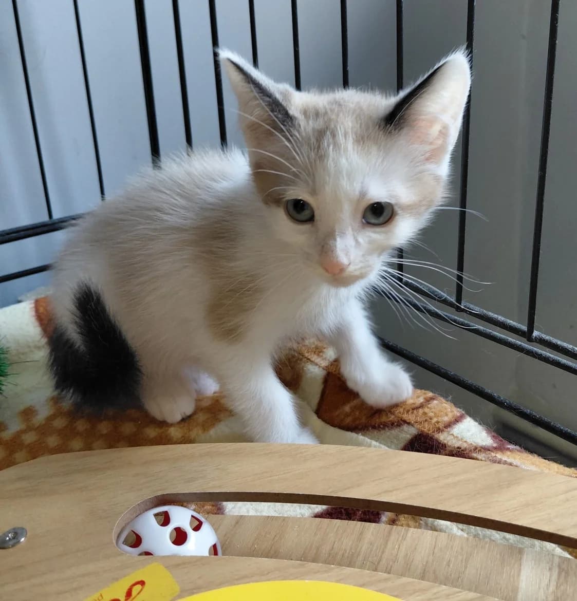 BLŪ, mixed breed for adoption at Jēkabpils Dzīvnieku Patversme