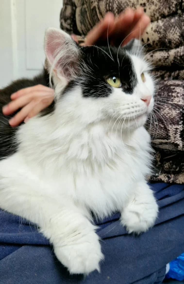 Džambo, male 3yo mixed breed for adoption at Jēkabpils Dzīvnieku Patversme
