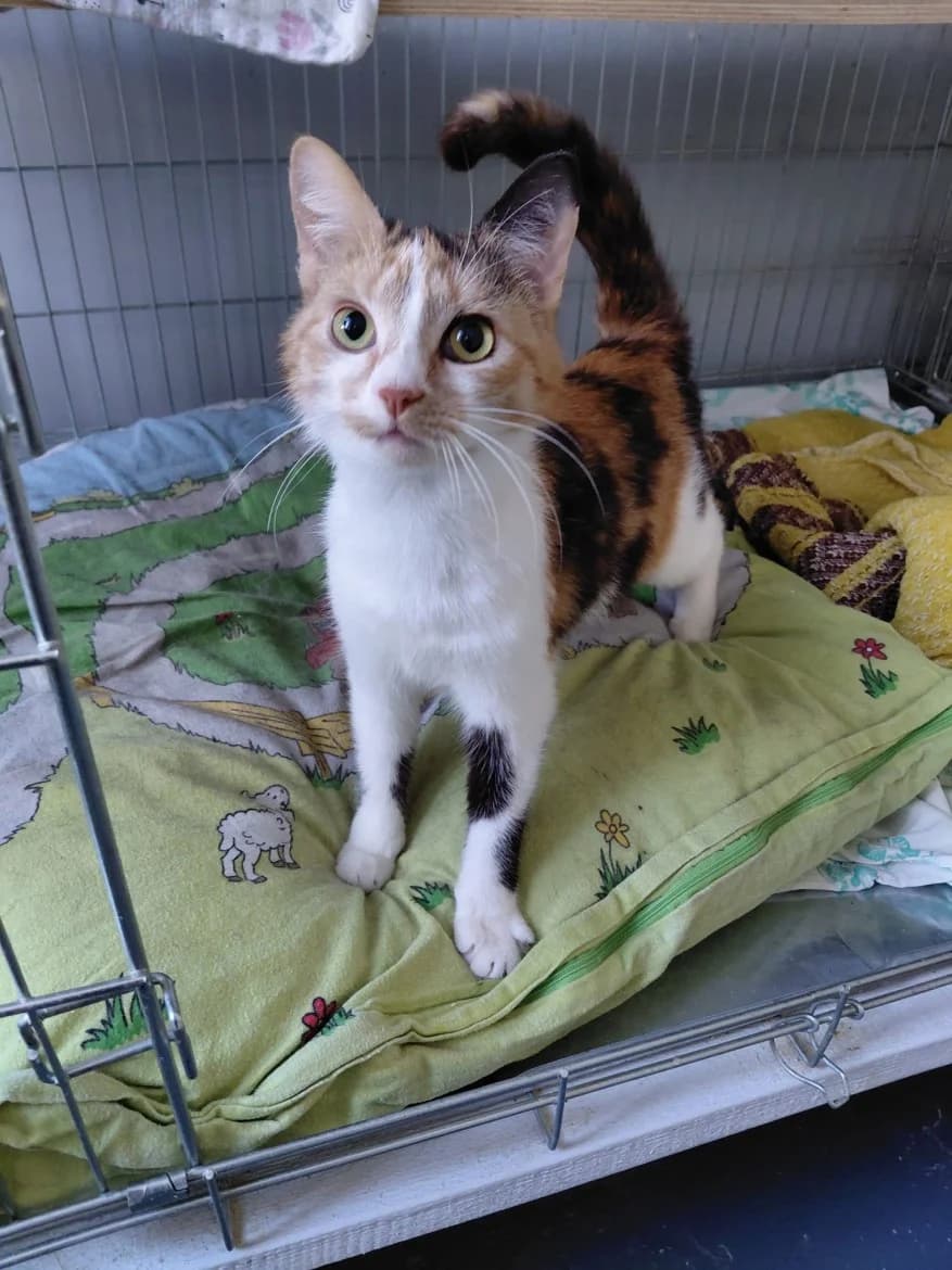 Karmena, female mixed breed for adoption at Jēkabpils Dzīvnieku Patversme