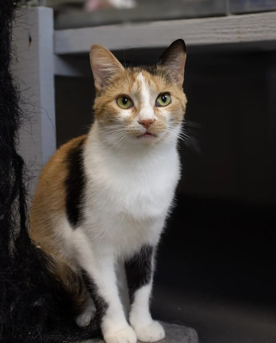 Karmena, female young mixed breed for adoption at Jēkabpils Dzīvnieku Patversme