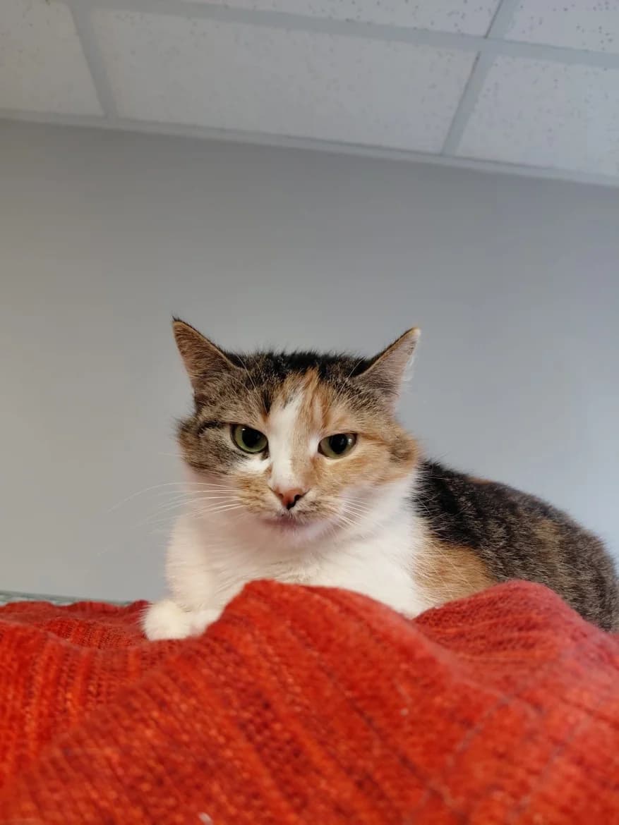 Kisindžera, female 5yo mixed breed for adoption at Jēkabpils Dzīvnieku Patversme