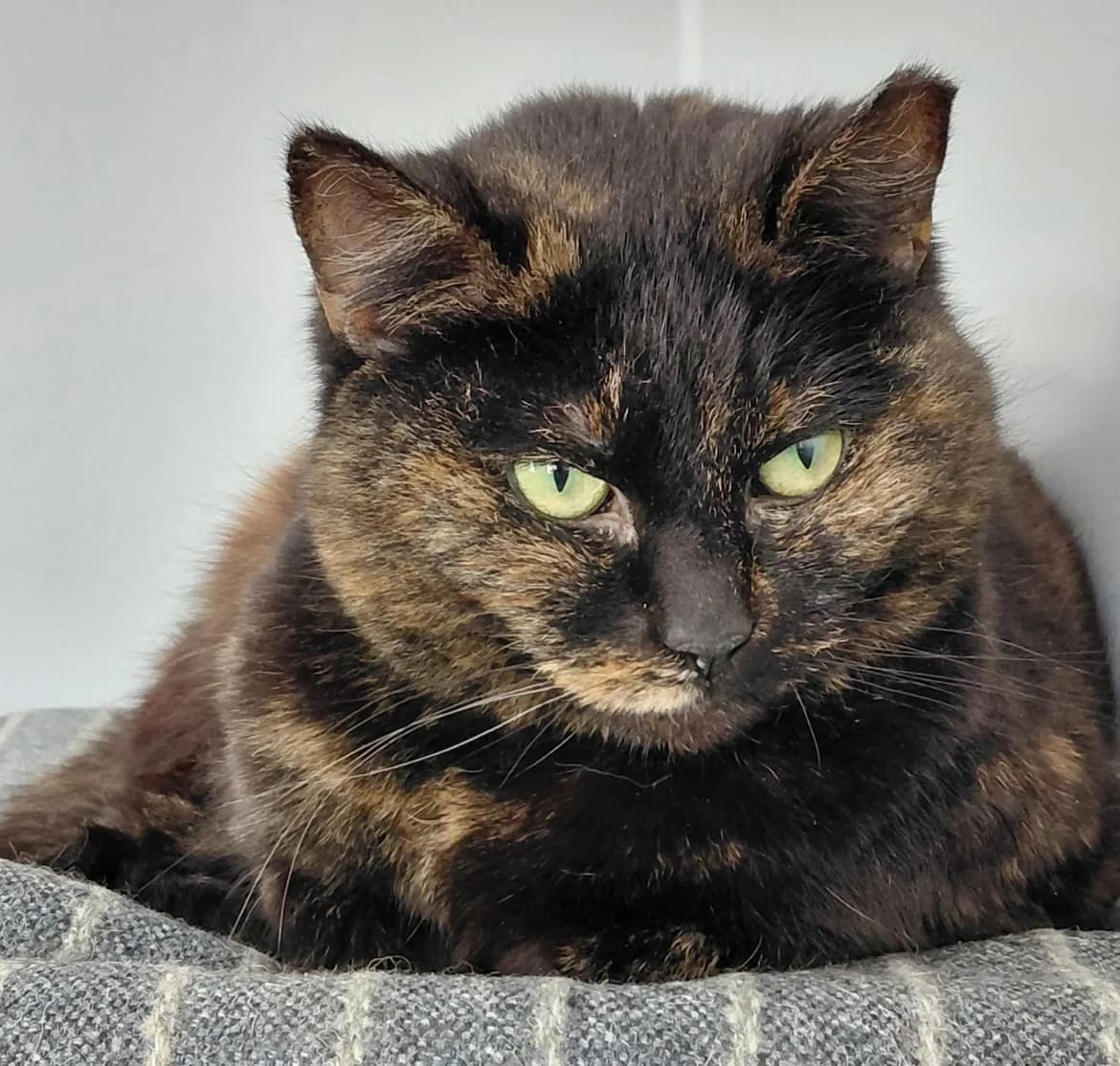 Mija, female 5yo mixed breed for adoption at Jēkabpils Dzīvnieku Patversme