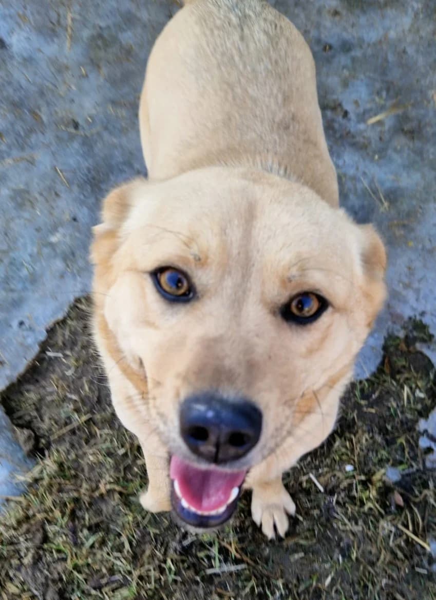 Vikija, female young mixed breed for adoption at Jēkabpils Dzīvnieku Patversme