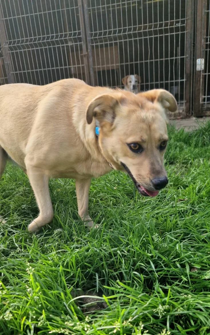 Vikija, female 3yo mixed breed for adoption at Jēkabpils Dzīvnieku Patversme