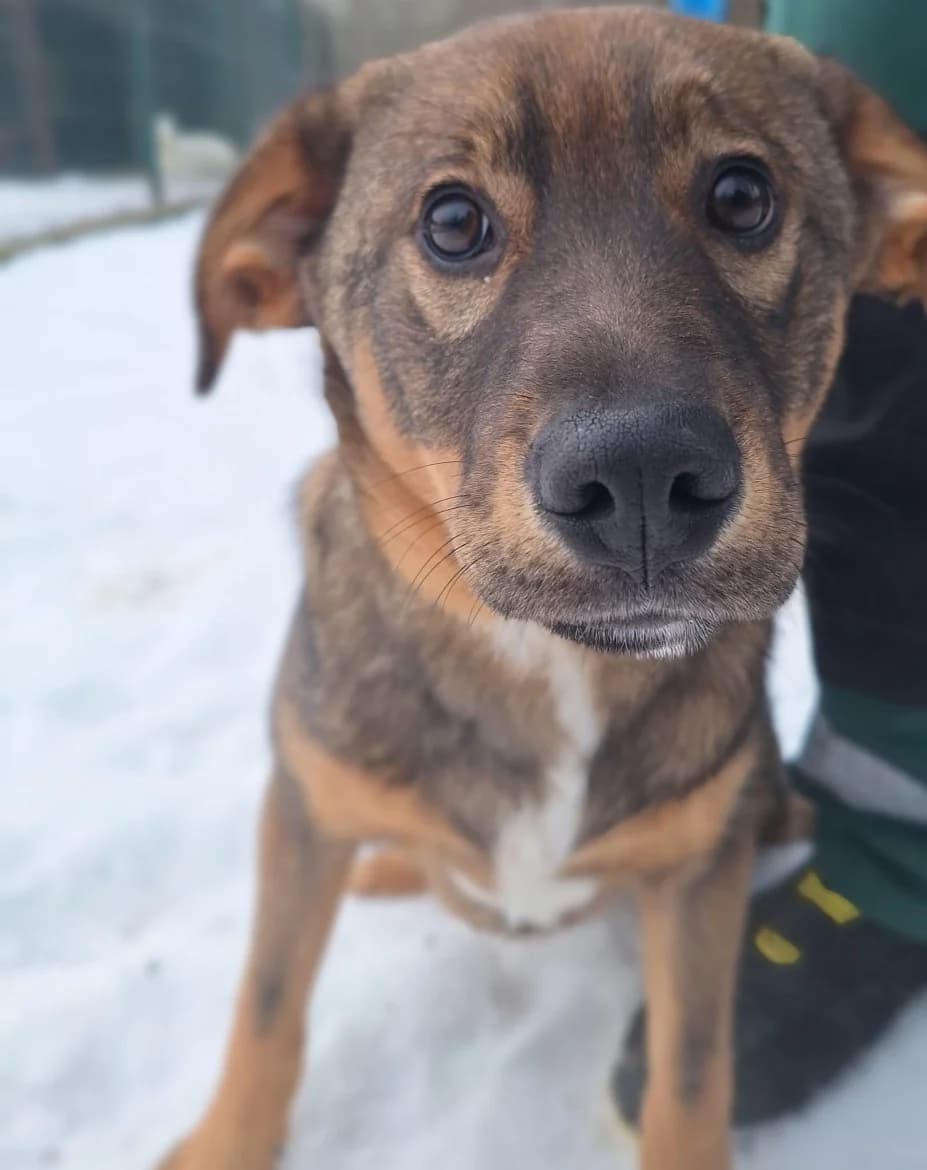 Vokers, male 3yo mixed breed for adoption at Jēkabpils Dzīvnieku Patversme
