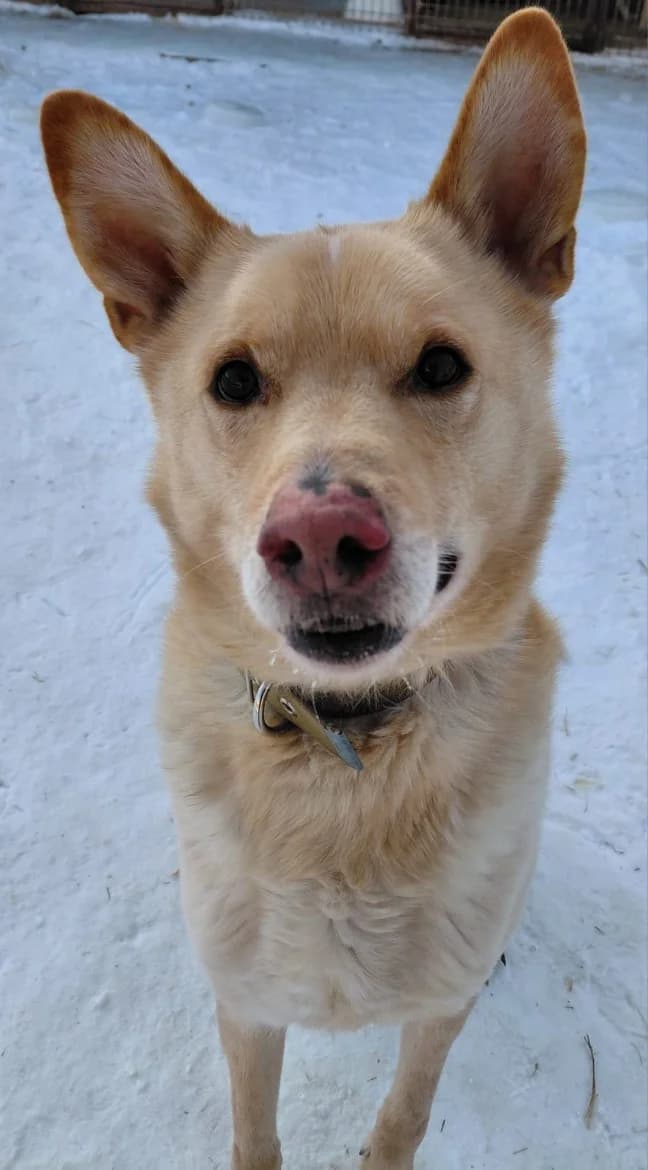 Bobs, male senior mixed breed for adoption at Jēkabpils Dzīvnieku Patversme