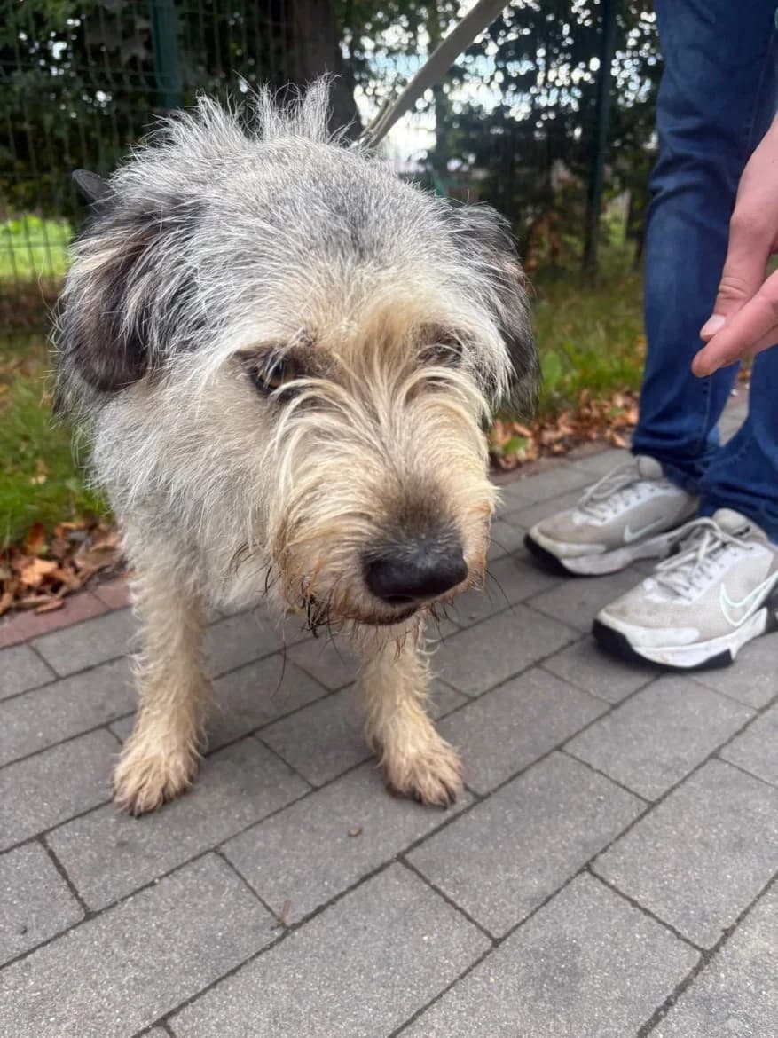 Bubļiks, male 4yo mixed breed for adoption at Jēkabpils Dzīvnieku Patversme