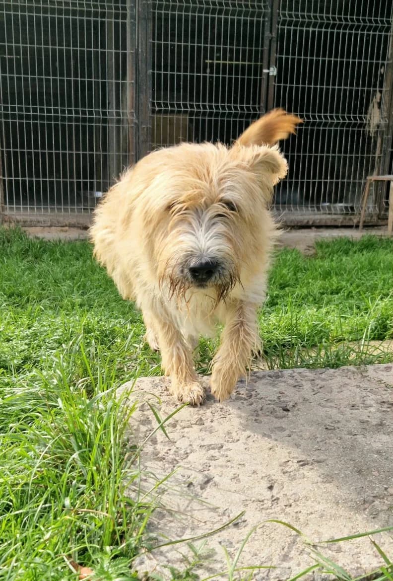 Dadzis, male 3yo mixed breed for adoption at Jēkabpils Dzīvnieku Patversme