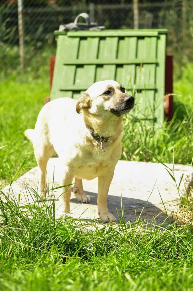Fiona, female 5yo mixed breed for adoption at Jēkabpils Dzīvnieku Patversme