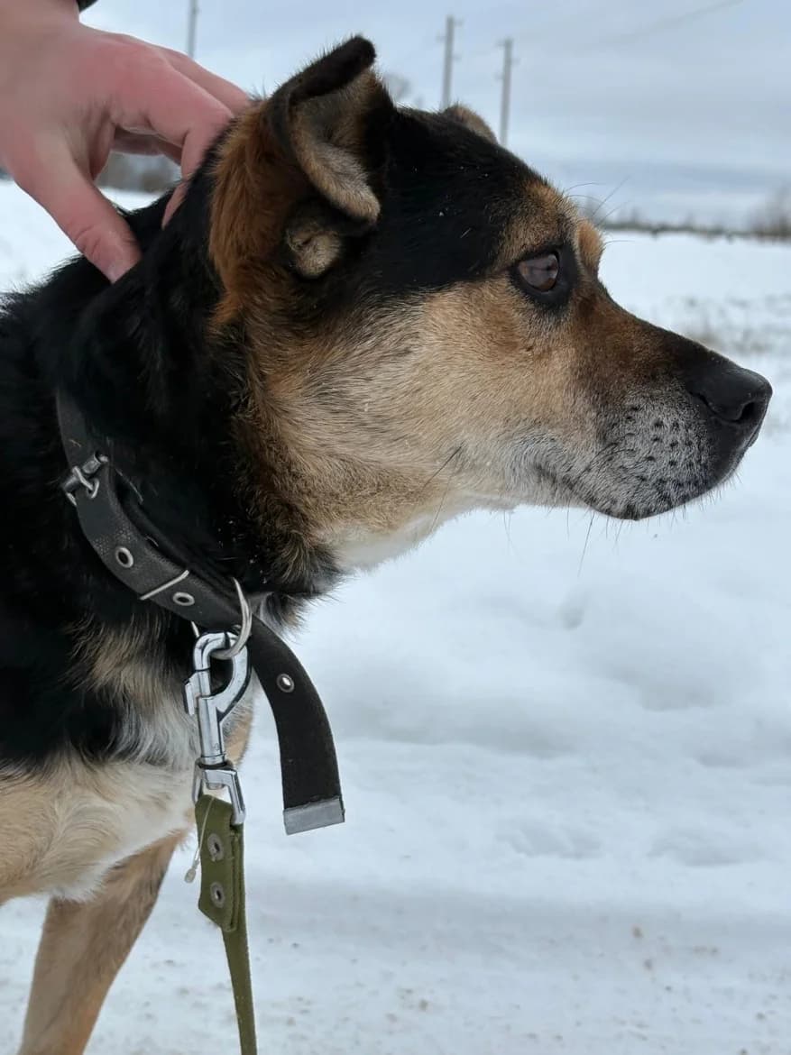 Lācis, male senior mixed breed for adoption at Jēkabpils Dzīvnieku Patversme