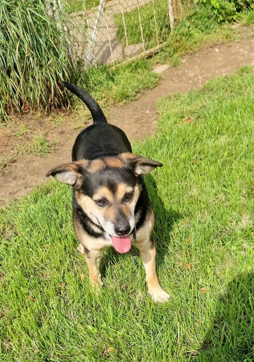 Lācis, male senior mixed breed for adoption at Jēkabpils Dzīvnieku Patversme