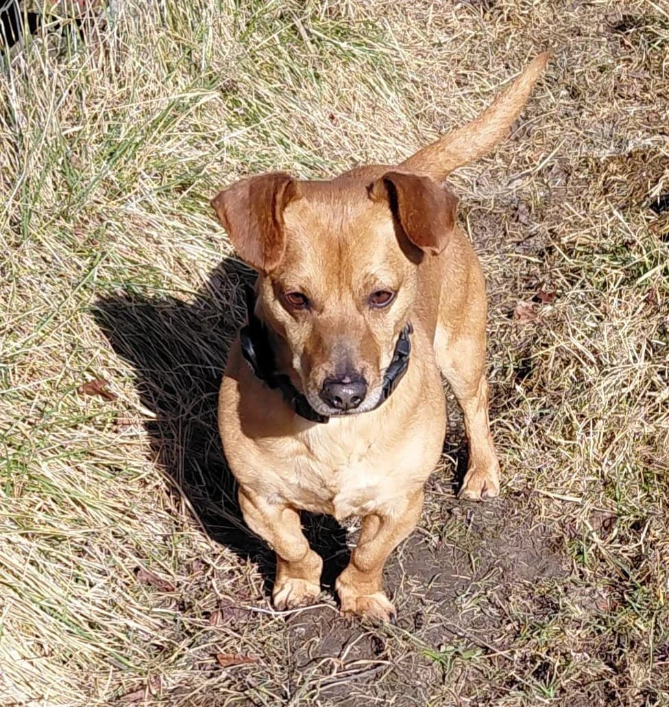 Pako, male 5yo mixed breed for adoption at Jēkabpils Dzīvnieku Patversme
