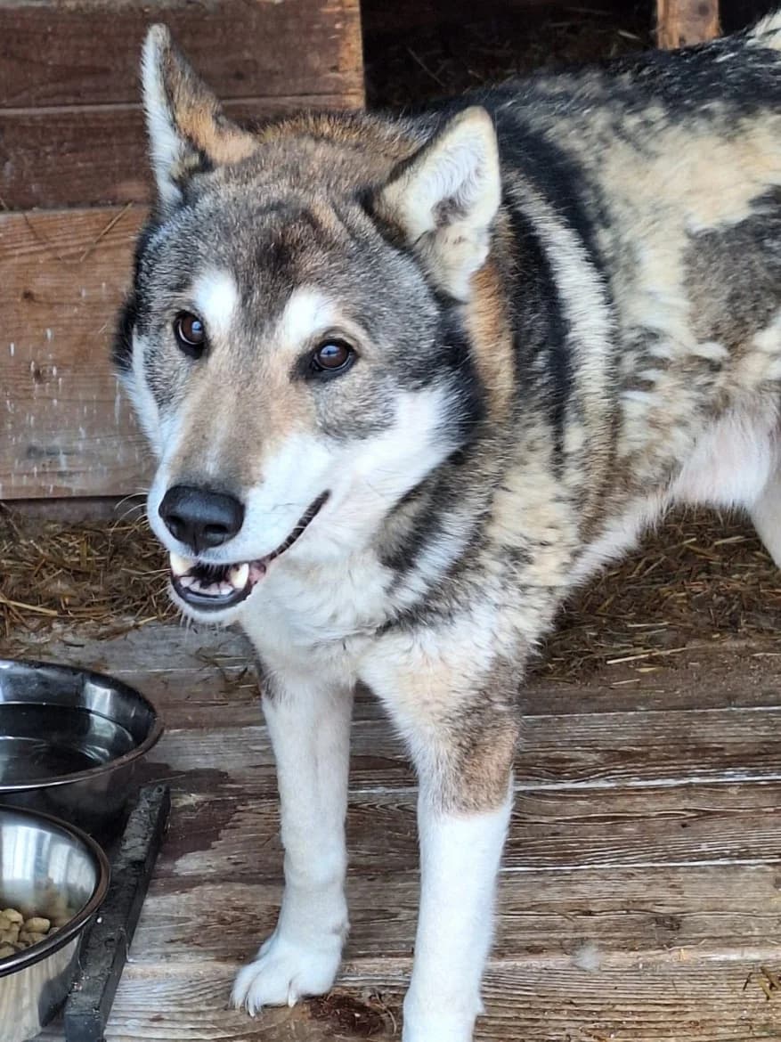 Pongo, male senior mixed breed for adoption at Jēkabpils Dzīvnieku Patversme