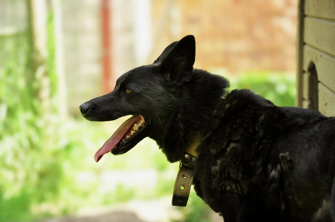 Taiga, female 4yo mixed breed for adoption at Jēkabpils Dzīvnieku Patversme