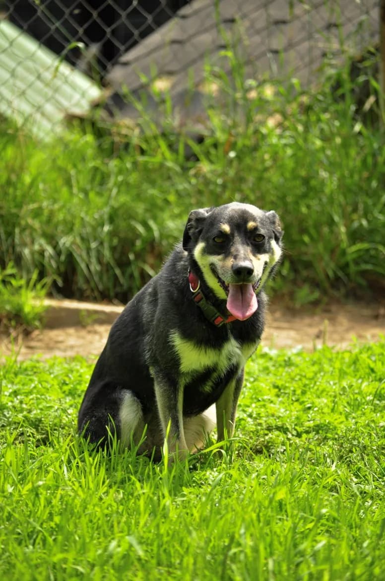 Tipa, female 3yo mixed breed for adoption at Jēkabpils Dzīvnieku Patversme