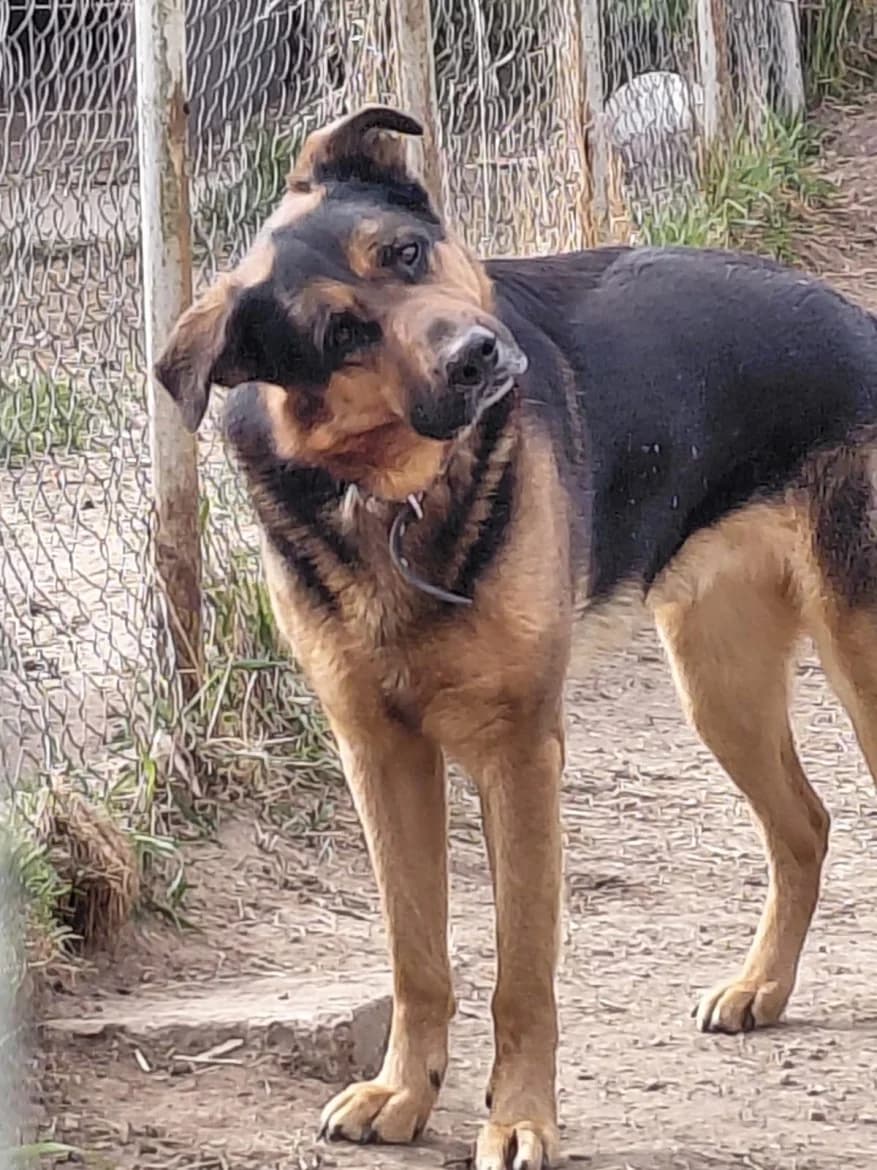 Tobis, male 6yo mixed breed for adoption at Jēkabpils Dzīvnieku Patversme
