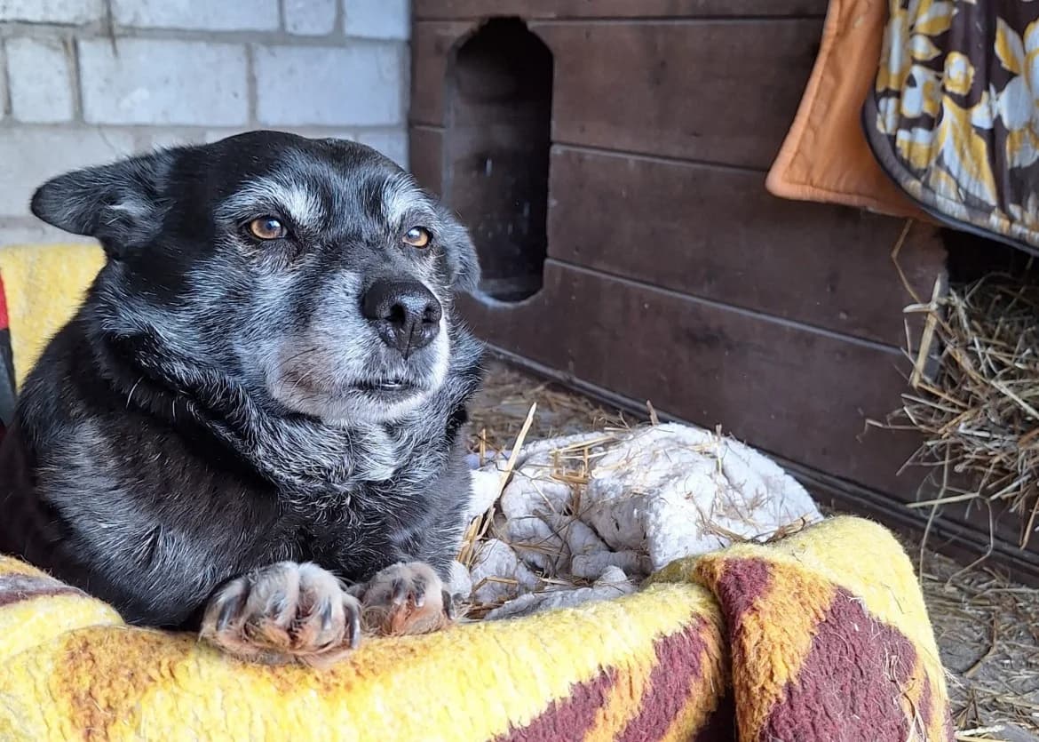 Zola, female senior mixed breed for adoption at Jēkabpils Dzīvnieku Patversme