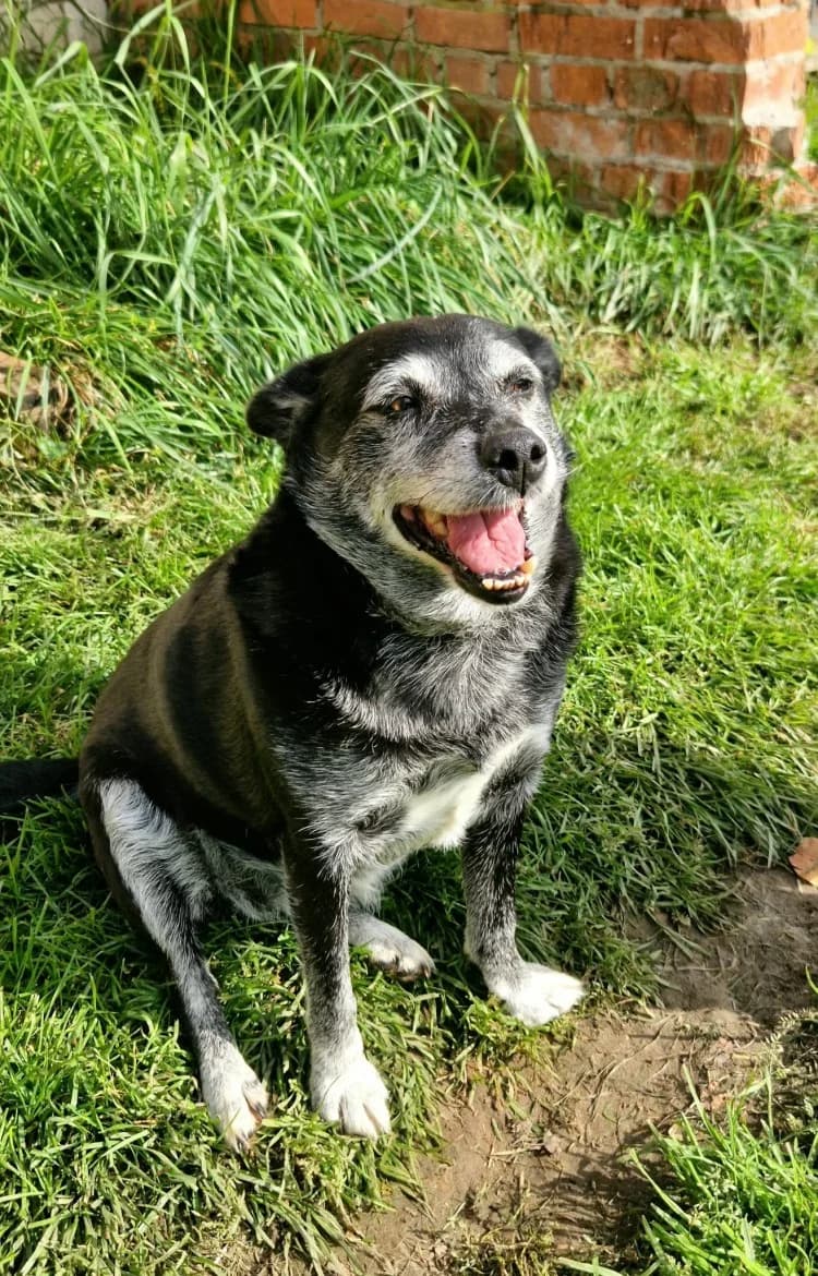 Zola, female senior mixed breed for adoption at Jēkabpils Dzīvnieku Patversme