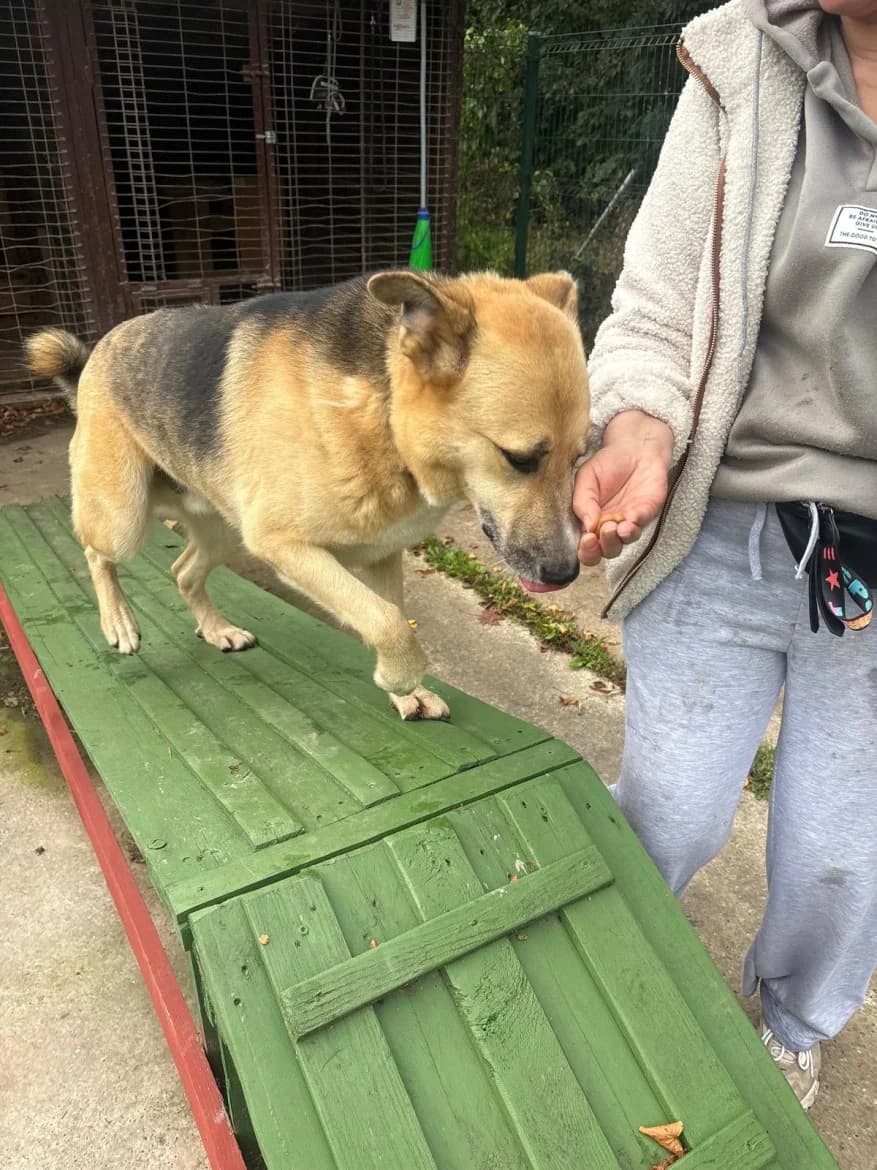 Zoris, male 4yo mixed breed for adoption at Jēkabpils Dzīvnieku Patversme