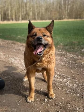 MAKITA, male 6yo Mixed Breed for adoption at DZAB \