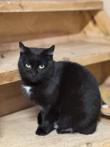 ATĒNA, female 5yo Mixed Breed for adoption at DZAB \