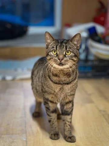 APOLLO, male 7yo Mixed Breed for adoption at DZAB \