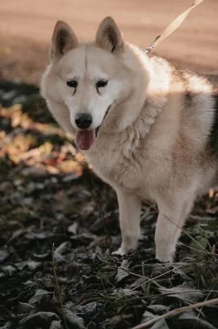 NORA, female 5yo Mixed Breed for adoption at DZAB \