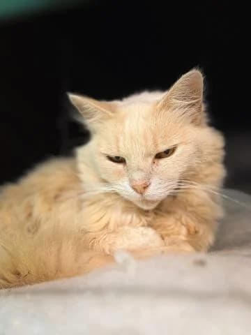 MELASE, female senior Mixed Breed for adoption at DZAB \