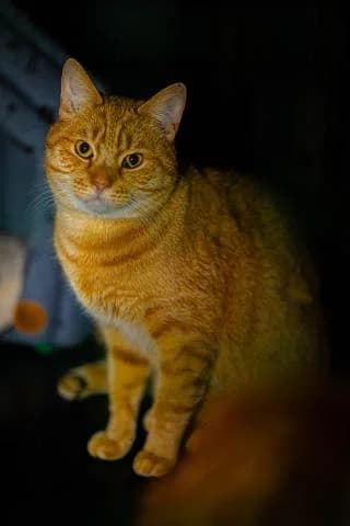 PAULS, male senior Mixed Breed for adoption at DZAB \