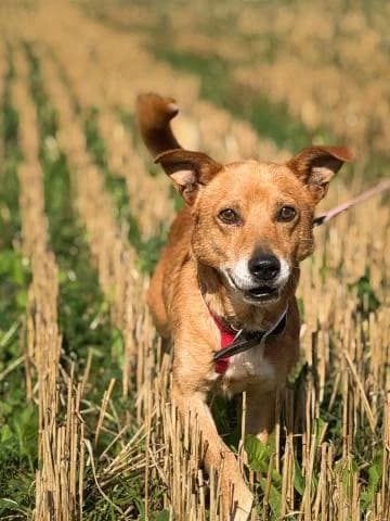 ĀRONS, male 6yo Mixed Breed for adoption at DZAB \