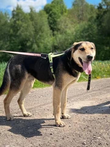PATRIKS, male young mixed breed for adoption at DZAB \